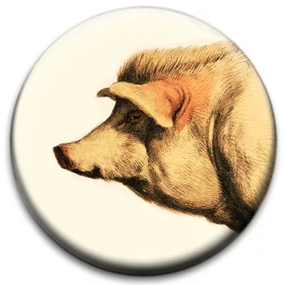 Pig