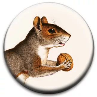 Squirrel With A Nut