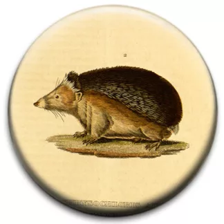 Hedgehog