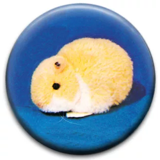 Guinea Pig