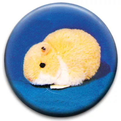 Guinea Pig